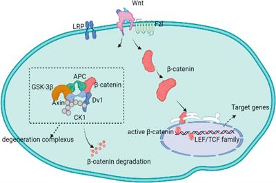 The Wnt signaling cascade in the pathogenesis of osteoarthritis and related promising treatment strategies 